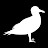seagull